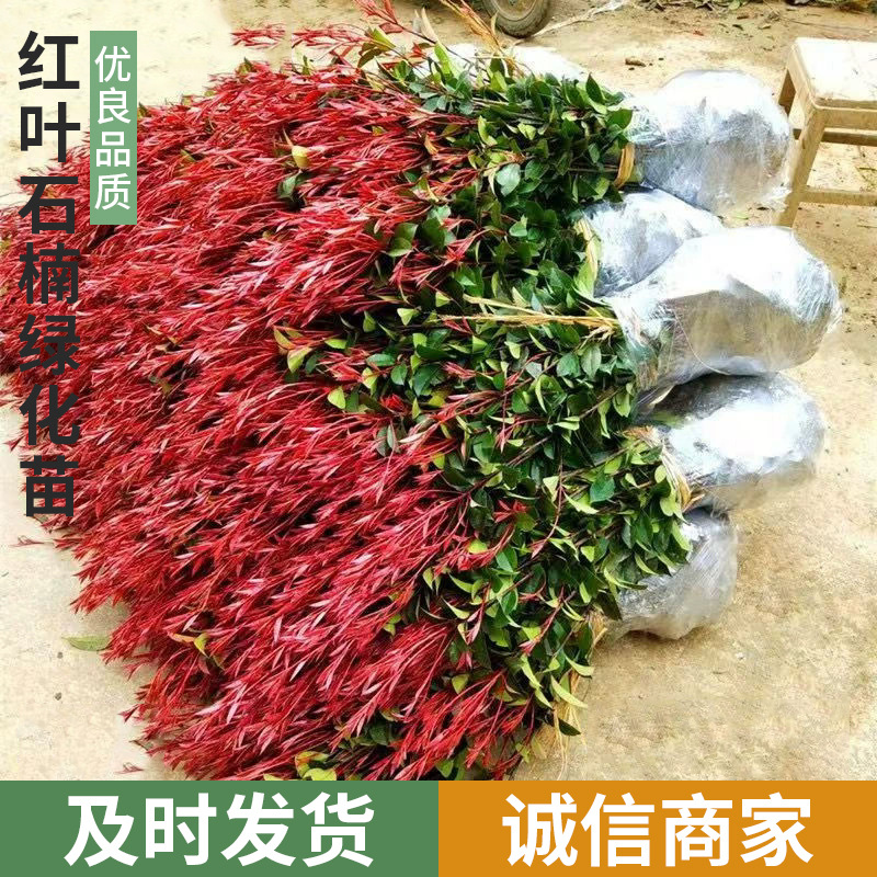 一件代发红叶石楠绿化苗 四季常青庭院绿化苗木 树苗红罗宾红叶石