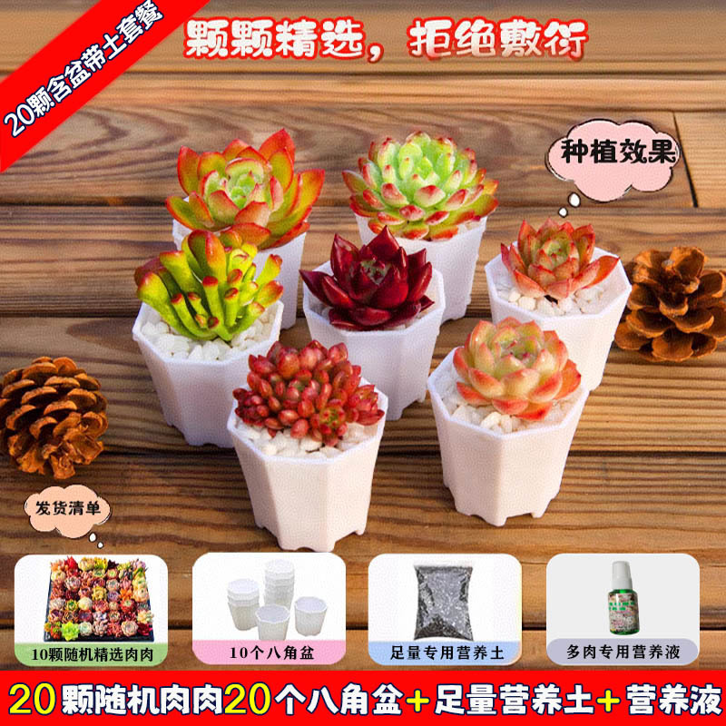 多肉植物 小型鉢植え 鉢土付き 卸売 高級セット 多肉植物の組み合わせ ピーチエッグ ジェイドデュー グリーン植物 花園芸|undefined