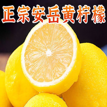 四川安岳檸檬 現摘現發新鮮當季黃檸檬皮薄多汁多規格產地批發