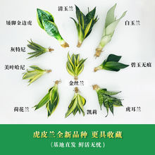 除甲醛虎皮兰稀有品种室内净化空气小盆栽绿植金边虎尾兰植物花卉