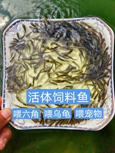 活体饲料鱼苗麦穗鱼鲢鱼鲫鱼鲤鱼喂乌龟喂六角恐龙鱼喂宠物鱼包活