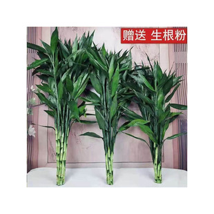 ���F��ˮ��ֲ��͏d��ؔ��̖��֦�U֦ˮ�B���������҃����ԾGֲ