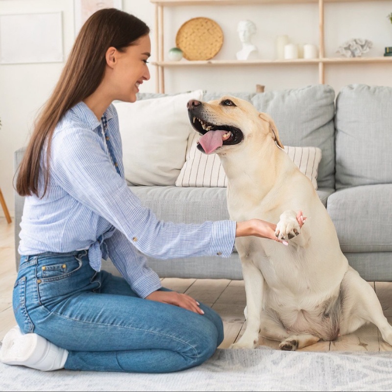在庫あり木製引き出し式犬スクラッチボード、耐摩耗性、欠けにくい犬の足修理ボード、ペット用品サンドペーパースクラッチボード|undefined