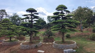 �_�h�����l �����_�h�����2-3m�_�h�ɻ��؆�ľ�Gֲ