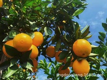 江西赣南脐橙5KG 有机生态精品果，欢迎选购。