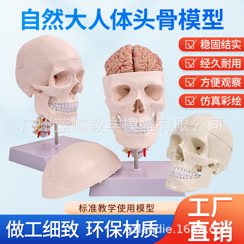 ����1��1ҽѧ��������ͷ��ģ��ͷ­�ǽ��� ��ɫͷ�Ǵ���׵�Խ���