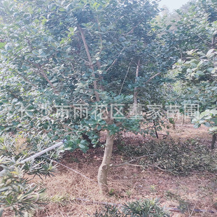 �����o���۹� 8-10���ֵ���Ȼ�Π�o�̘��� ���͎���