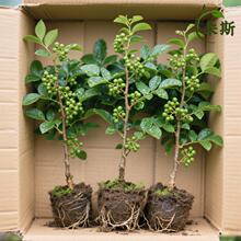 正宗九叶青花椒树苗藤椒苗绿花椒麻椒苗大红袍花椒食用苗地栽耐寒