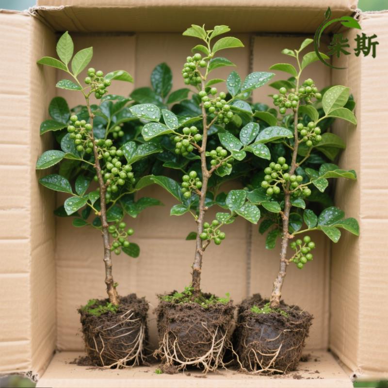正宗九叶青花椒树苗藤椒苗绿花椒麻椒苗大红袍花椒食用苗地栽耐寒