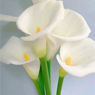 Amaryllis Yunnan Base Fresh Flower Wholesale Rose Bouquet with Matching Flowers Available for Direct Shipping from Yunnan