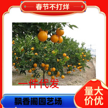 ��Ҋ��ҰҸ̘���޽ӹ���������Ә��紺Ҋ���θ̘��紺Ҋ����