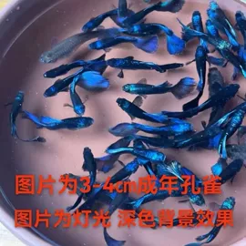 狗狗窝/笼/垫;花盆容器;盆栽