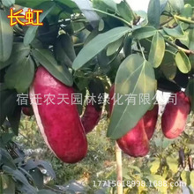 紫果八月瓜树苗果苗当年结果粉八月瓜苗四季种植八月炸果树苗带土