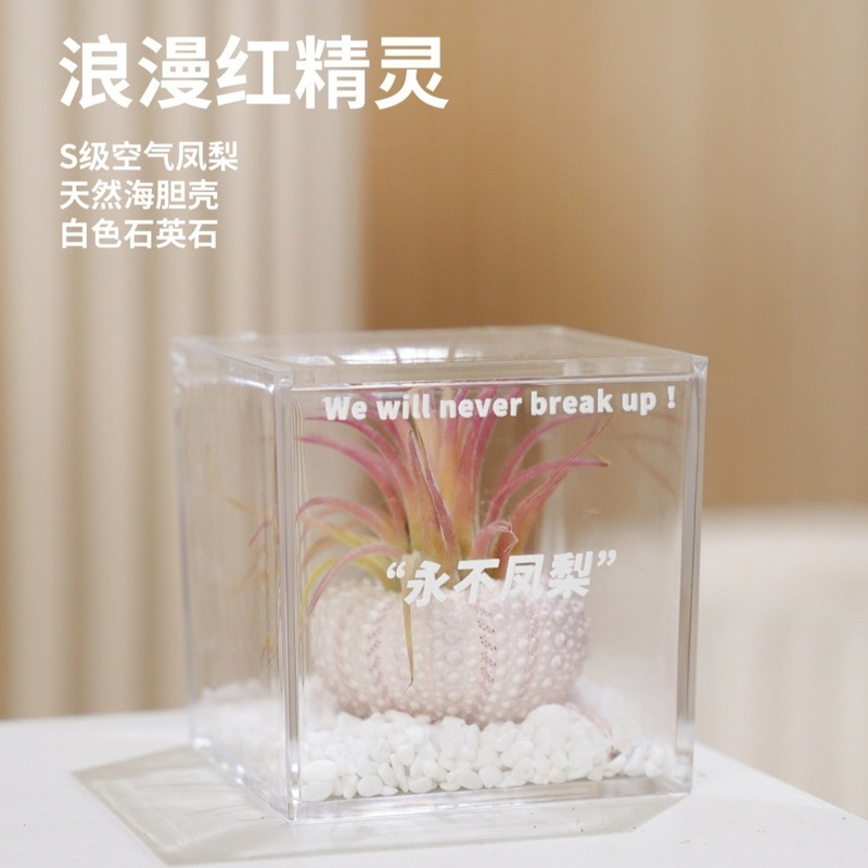 空气凤梨无土植物鲜活办公桌面室内多肉工位微景观盆栽黑凤梨绿植|undefined