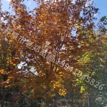 丛生五角枫色木槭树苗东北辽宁供应彩叶观赏风景绿化大树量大从优