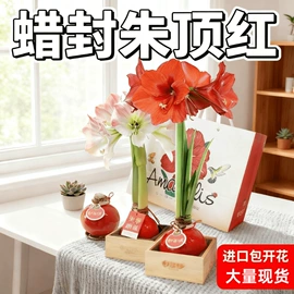 花盆容器;栽培基质;花盆装饰
