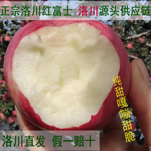 现货陕西洛川苹果源头直发甜脆红富士苹果一件代发纯甜洛川红富士