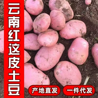 批发云南新鲜现挖红皮黄心小土豆新鲜蔬菜糯香马铃薯一件代发