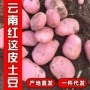 云南红皮新鲜马铃薯小土豆