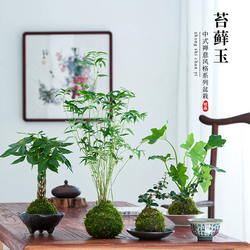 Июньский снег, горшечное растение, Фуцзяньский чай, моховый шар, бамбуковый бонсай, зеленое растение, гидропонное растение, китайский дзен-орнамент, микропейзаж