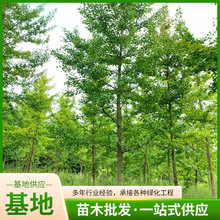 ���l�y����G����ľ�y��С��׹����y�Ә���Ҏ���Rȫ�F���^�~��ľ