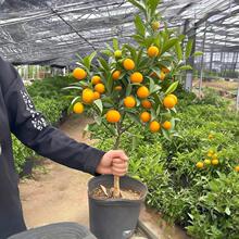 ��������������Դ�Ƥ�������҃����̨���@�������޽ӹ�������B