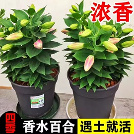 栽培基质;营养液;宿根花卉