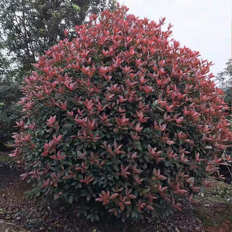 База оптом красный лист Хизер мяч Декоративный Высокий Ландшафтный красный лист Хизер дерево двор бутик красный лист Хизер мяч