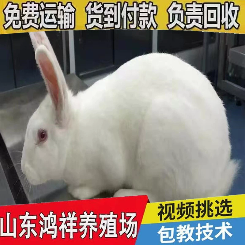 Продажа живых кроликов из Новой Зеландии в Шаньдуне с бесплатной доставкой, оптовые цены на мясные кроликов от фермы Хунсиан.