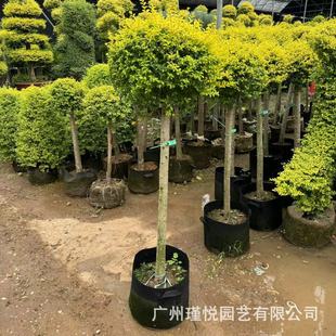 ���@���Rֲ������Ůؑ�����Ǵ���Ϟ��С�~����Ůؑ���͘��Ϙ��Gֲ