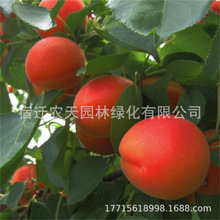 Ә羫Ʒ޽ӾϷNֲdԹ箔Y