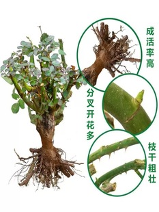 Rose Seedlings Wholesale Park Courtyard Ornamental Potted Florals Four-Season Flowering Plants Indoor Large-Flowered Rose Seedlings