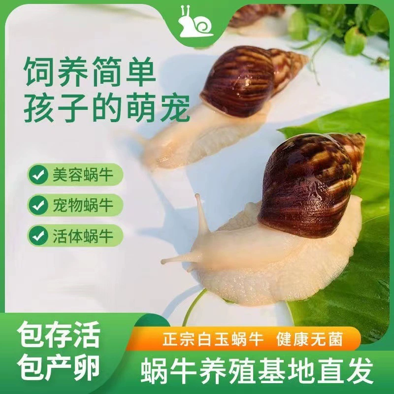 Улитки оптом, студенческие декоративные эксперименты, большой стенд для улиток, оптовая продажа, белые нефритовые улитки, разведение декоративных домашних животных, живые
