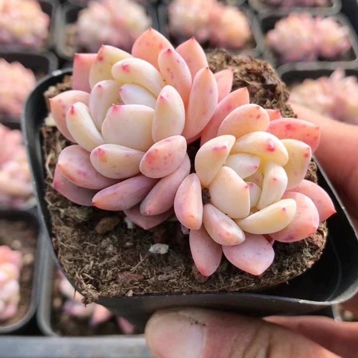 오렌지 먼로 양방향 블랙 스퀘어 5cm (배송 준비 완료)