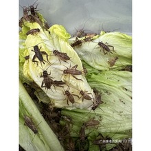 粮食蜥蜴活体鬃狮蜘蛛蛐蛐爬蝎子樱桃红守宫活食食物蟋蟀白宠蟋蟀