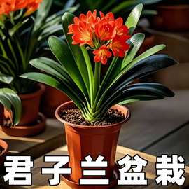 君子兰盆栽君子兰开花植物室内蝴蝶兰四季常青好养花卉观花绿植