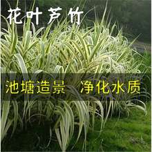 ���~�J�� ˮ��ֲ�� �\ˮ��ͦˮ �JȔ ����ˮ�|���� ���~���~�Gֲ