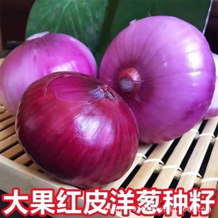 新品种红皮洋葱种子葱种圆葱耐寒紫皮葱种孑秋冬季农家蔬菜种子
