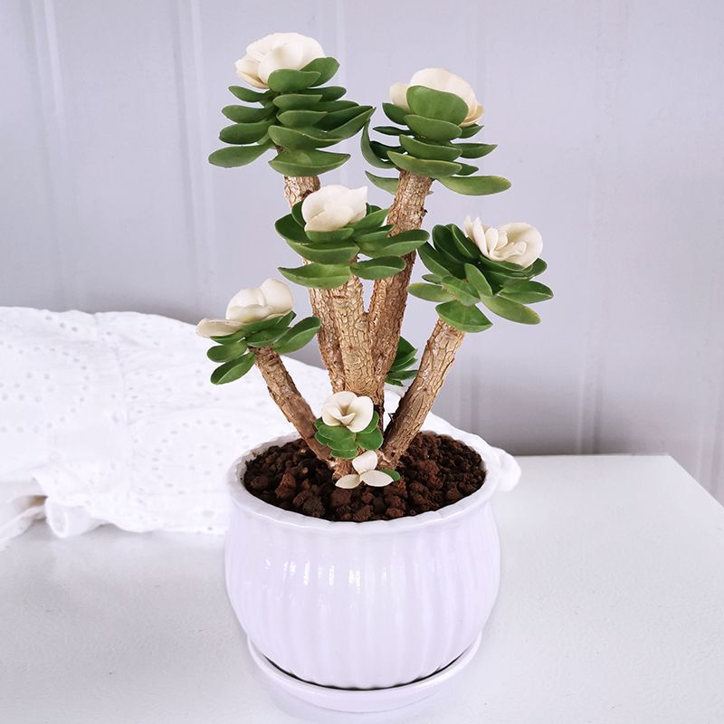 Money Tree Succulent Plant Potted for Indoor Living Room, Anti-Radiation Green Plant, Easy to Care for Beginners in All Seasons Money Tree Succulent Plant Potted for Indoor Living Room, Anti-Radiation Green Plant, Easy to Care for Beginners in All Seasons