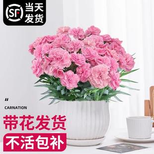 Carnation Potted Plant with Buds, Jasmine Flowers, Indoor Flower Plants, Living Room Green Plants, Easy to Grow in All Seasons, Cold-Resistant Flower Seedlings