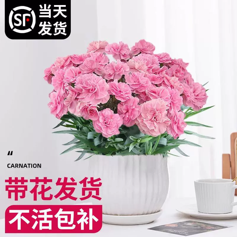 Горшечное растение гвоздика с бутонами, цветы жасмина, комнатные цветочные растения, зеленые растения для гостиной, легко выращиваются в любое время года, морозостойкие рассада цветов.