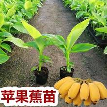 香蕉樹苗芭蕉樹小米蕉苗粉蕉皇帝焦西貢蕉紅蕉中蕉9號帶土陽台