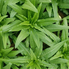 ���l�ļ������˷N�Ӵ����׷N�̨�҃��߲˷N�������n�������ѷN