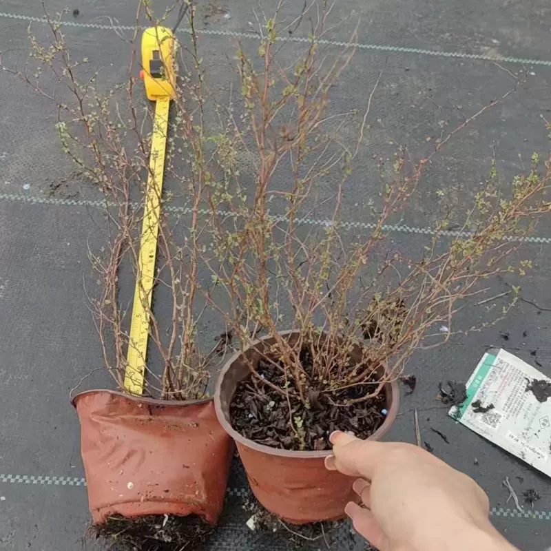 供应喷雪花产地价格 雪柳 落叶灌木 耐热耐寒又耐晒 耐贫瘠花境苗