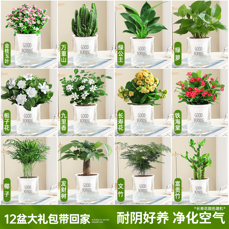 [가족사진패키지] 집에 가져갈 화분 12개 선물팩