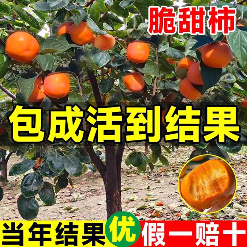 柿子嫁接果树苗大果正宗日本四周柿子树苗水果种植地栽四季种植