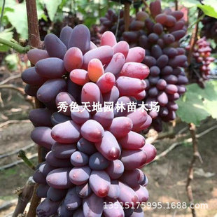 �������������ј���޽ӟo����ɫ�������翹���ϱ���ͥԺ�Nֲ����