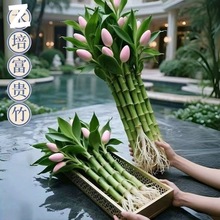观音竹四季招财好运旺宅水培易养室内前台办公桌室净化空气吸甲醛