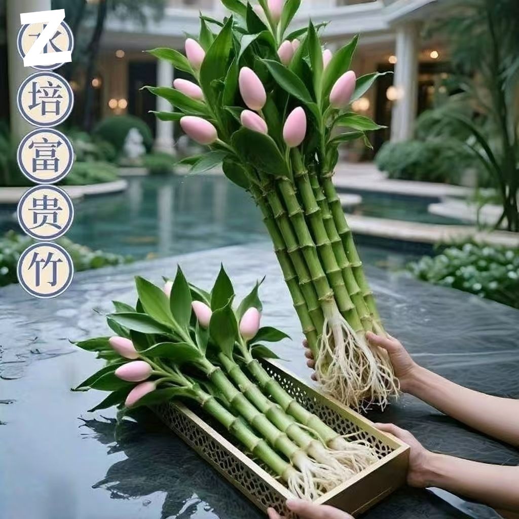 观音竹四季招财好运旺宅水培易养室内前台办公桌室净化空气吸甲醛