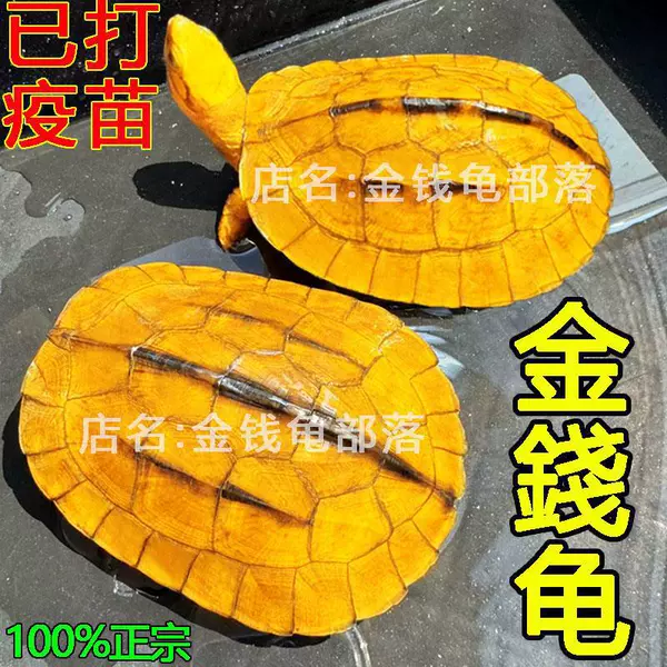 3-4cm single 1 piece